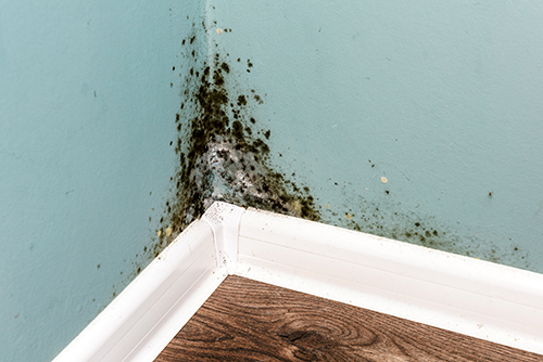 House black mold