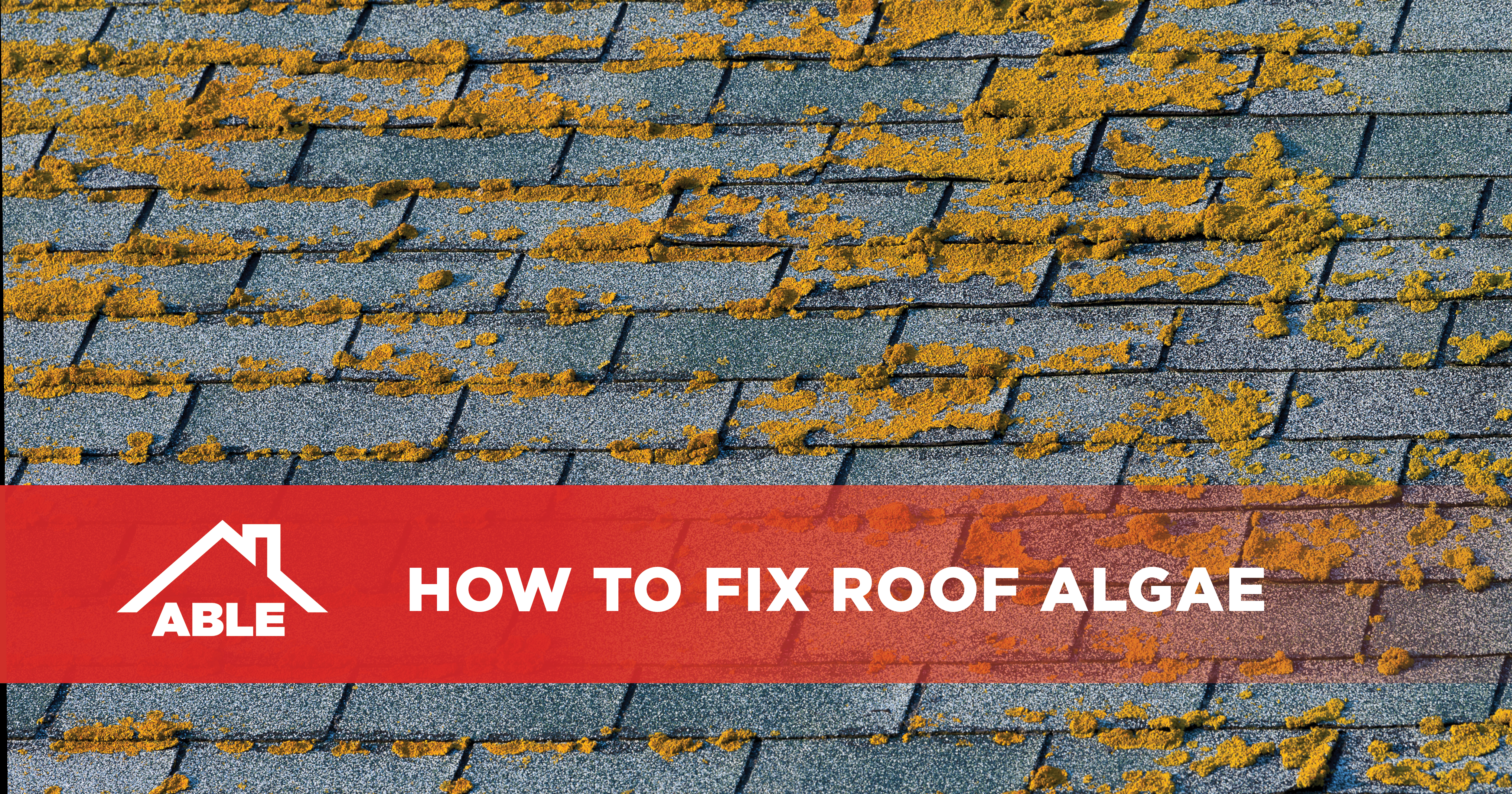 How to fix roof algae