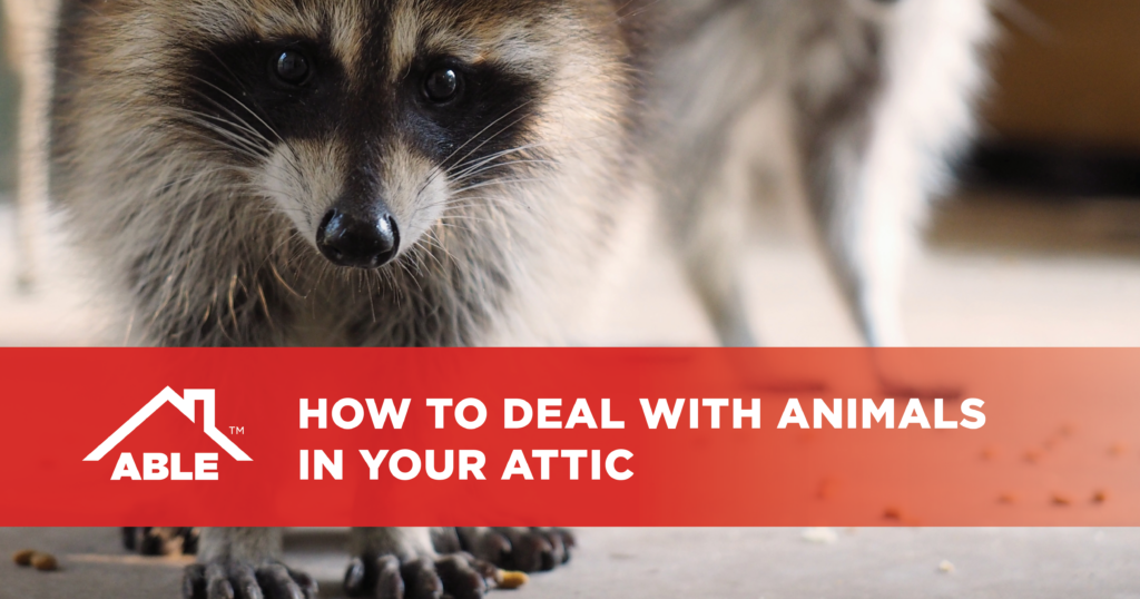 How to Deal with Animals in Your Attic