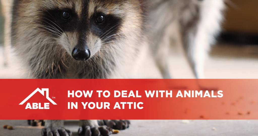 Pests in the Attic: How They Get There, What to Do About It