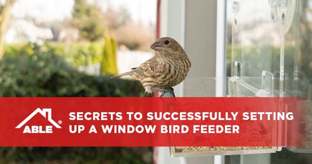 Secrets to Successfully Setting Up a Window Bird Feeder
